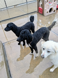 Camp Bow Wow Pittsburgh SW