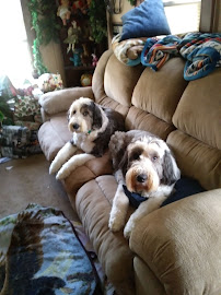 Captain Flosse Dog's Pet Service