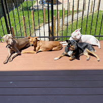 The Dog Stop - East End, Pittsburgh