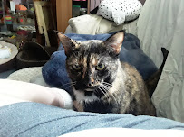 Friendly Paws LITTLES - Carnegie