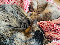 Friendly Paws LITTLES - Carnegie