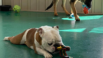Woofles Premier Pet Resort