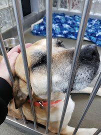 Airy Pines Boarding Kennel
