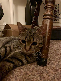 Airy Pines Boarding Kennel