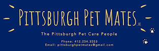 Say It Once Dog Training