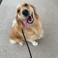 Pawsitive Transfurmations