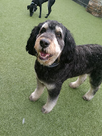 Sit Means Sit Dog Training Pittsburgh