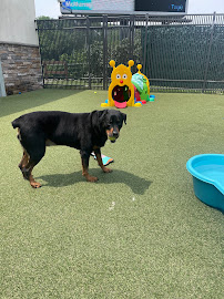 Sit Means Sit Dog Training Pittsburgh
