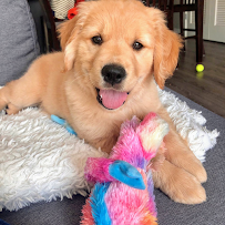 FurEver Good Dog Training