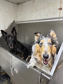 Pittsburgh Pet Fence, LLC (Dog Fence)