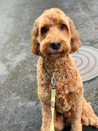 PDX Dog Walker, LLC