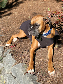 PDX Dog Walker, LLC