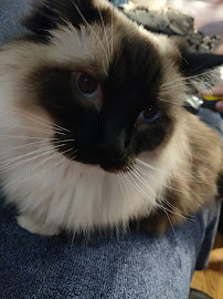Cat Sitting by Jane