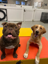 Noble Woof Dog Training PDX