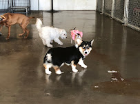 Suite Dog Daze LLC