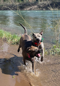 Salem Dog Adventures