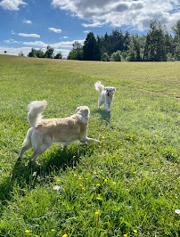 Salem Dog Adventures
