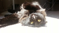 The Purrfect Sitter