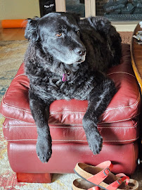Best Friends Pet Salon