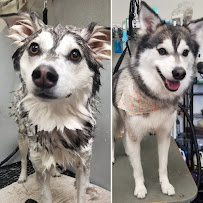 West Salem Dog Grooming, formerly Canine Concepts