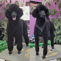 West Salem Dog Grooming, formerly Canine Concepts