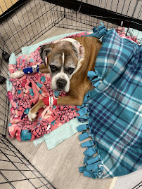 Joynt Veterinary - Dr. Kasey Joynt