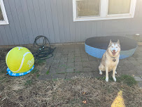 Smart Dog Pet Training