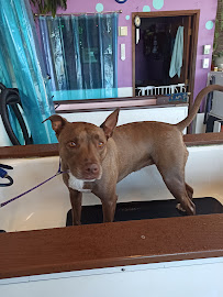 The Laundromutt - Self-Service Dog Wash (Springfield)