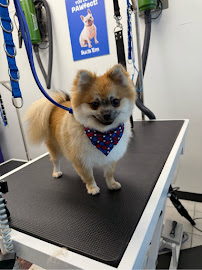 Suds 'Em Dog Wash