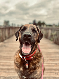 Roamin' Rover Dog Walking Services