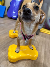 Roamin' Rover Dog Walking Services