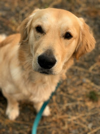 B The Leader Dog Training