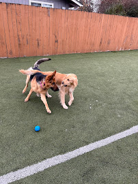 Oh My Dog Training