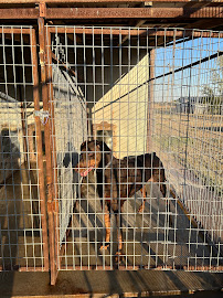 4 Paws Inn & Spa