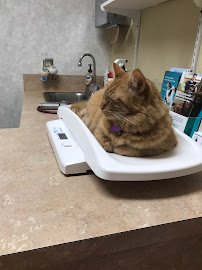 Western Veterinary Hospital