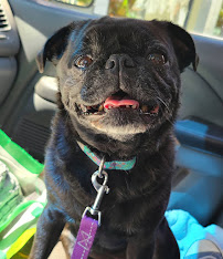 the Bone & Biscuit Co. - Surrey Grandview Central