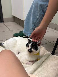 Forest Hill Dog Walkers & Pet Services Ltd.