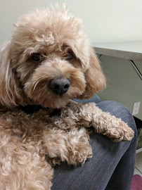 Forest Hill Dog Walkers & Pet Services Ltd.