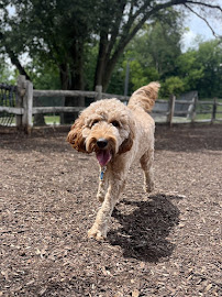 Fluffy Paws Pet Care