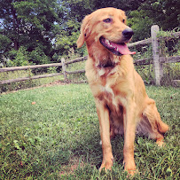 Fluffy Paws Pet Care