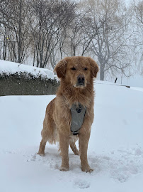 Urban Tail Dog Walking & Pet Services, Toronto