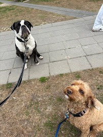 Bark Buddies Toronto | Dog Daycare and Walking