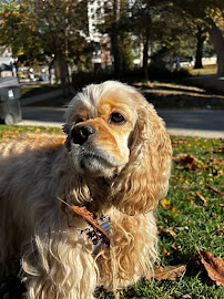Furry Tails Toronto