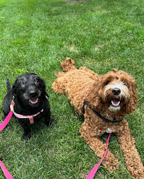 Park9 Downtown- Dog Playcare. Spa. Resort