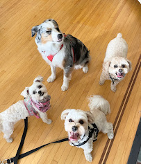 Dog World Resort & Spa