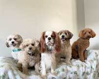 Dog World Resort & Spa
