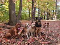 Eglinton Dog Walker