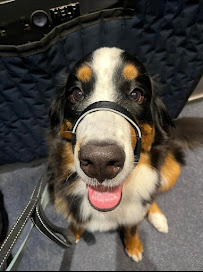 Pawsitive Pawadise