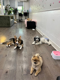 Dog Walking Company