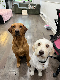Dog Walking Company